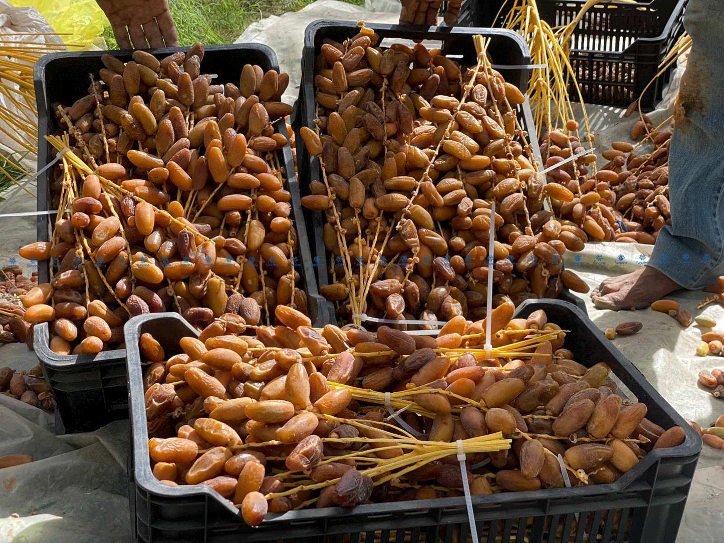Deglet Nour Datteln Frisch am Zweig 500g - Neue Ernte 2023 - Dattellia | Beste Datteln Qualität