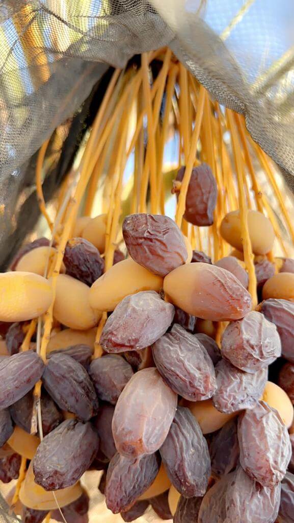 Datteln Qitaf Medjool Jumbo 5kg - Neue Ernte 2023 - Dattellia | Beste Datteln Qualität