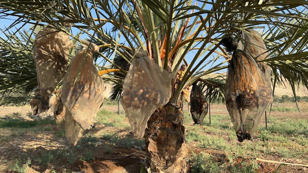 Datteln Qitaf Medjool Jumbo 5kg - Neue Ernte 2023 - Dattellia | Beste Datteln Qualität
