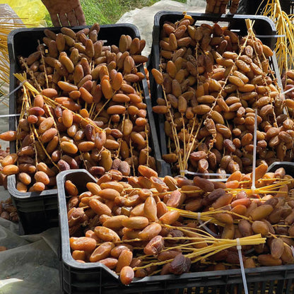 NEUE ERNTE 25 - 12X Datteln Deglet Nour am Zweig 1kg