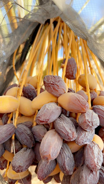 Harvessa Premium Medjool Datteln 5kg - Neue Ernte 2024 - Dattellia | Beste Datteln Qualität