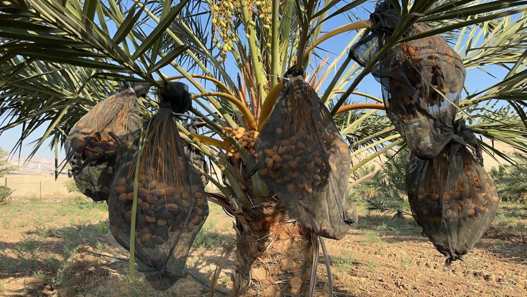 Harvessa Premium Medjool Datteln 5kg - Neue Ernte 2024 - Dattellia | Beste Datteln Qualität